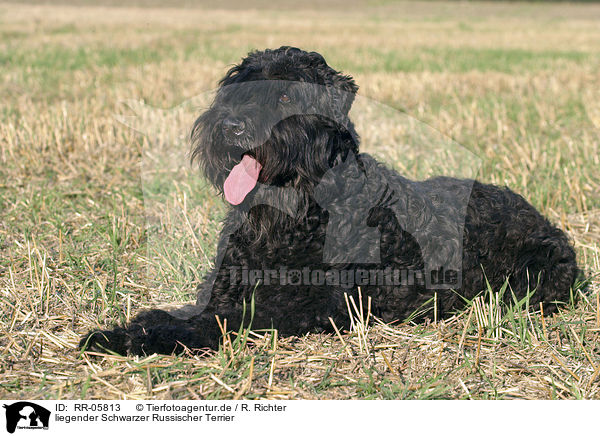 liegender Schwarzer Russischer Terrier / lying black russian terrier / RR-05813