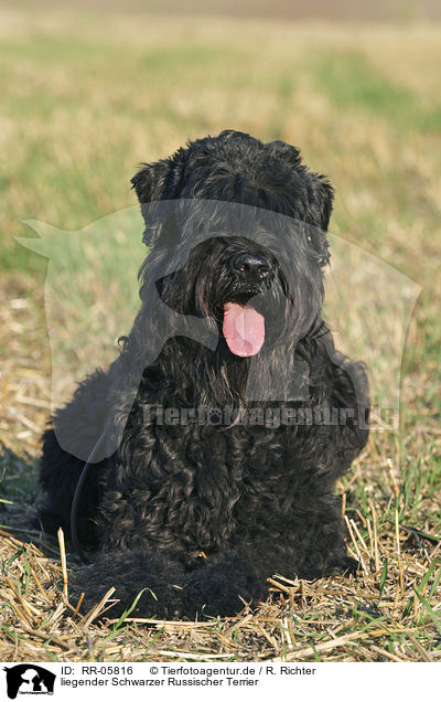 liegender Schwarzer Russischer Terrier / lying black russian terrier / RR-05816