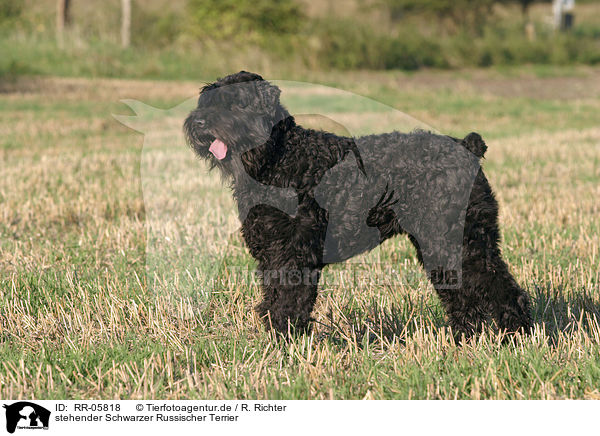 stehender Schwarzer Russischer Terrier / standing black russian terrier / RR-05818