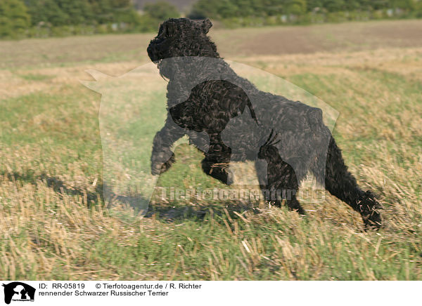 rennender Schwarzer Russischer Terrier / running black russian terrier / RR-05819
