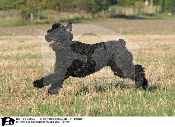 rennender Schwarzer Russischer Terrier / running black russian terrier / RR-05820