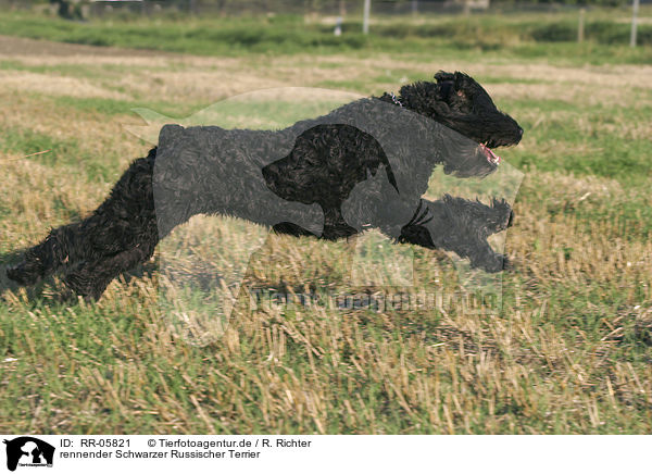 rennender Schwarzer Russischer Terrier / running black russian terrier / RR-05821