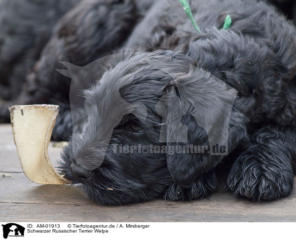 Schwarzer Russischer Terrier Welpe / AM-01913