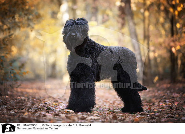 Schwarzer Russischer Terrier / UM-02056