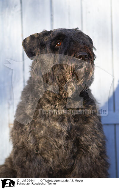 Schwarzer Russischer Terrier / JM-06441