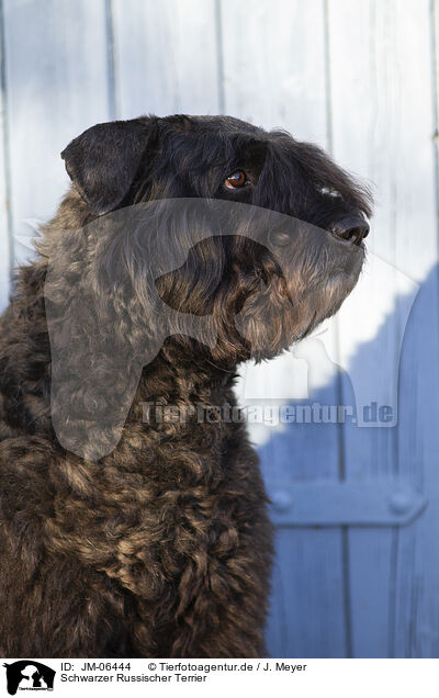 Schwarzer Russischer Terrier / JM-06444