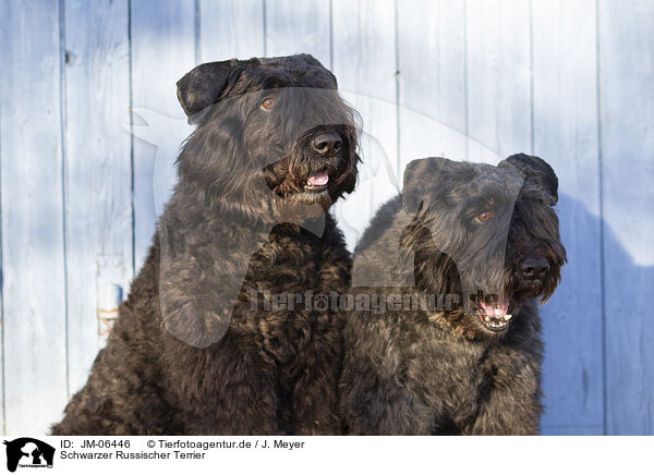 Schwarzer Russischer Terrier / JM-06446