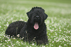 Schwarzer Russischer Terrier