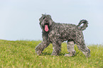 laufender Schwarzer Russischer Terrier