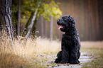 sitzender Schwarzer Russischer Terrier