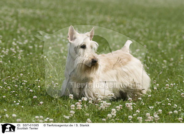 Scottish Terrier / SST-01085