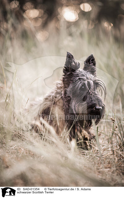 schwarzer Scottish Terrier / SAD-01354
