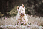 weier Scottish Terrier
