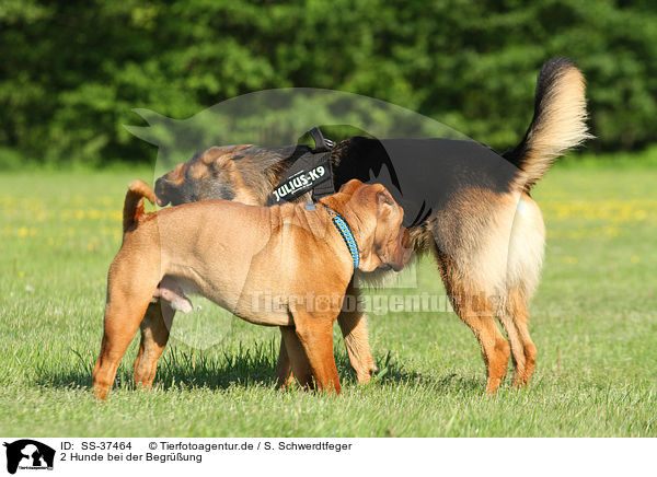 2 Hunde bei der Begrung / greeting dogs / SS-37464