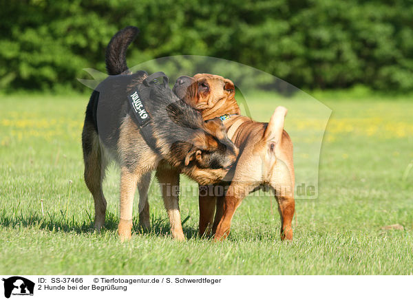 2 Hunde bei der Begrung / greeting dogs / SS-37466
