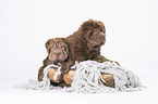 2 Shar Pei Welpen