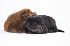 2 Shar Pei Welpen