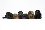 6 Shar Pei Welpen