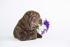 Shar Pei Welpe