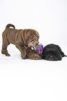 3 Shar Pei Welpen