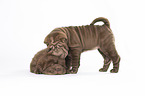 2 Shar Pei Welpen