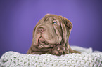 Shar Pei Welpe