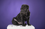 Shar Pei Welpe