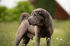 stehender Shar Pei