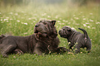 Shar Pei's in der Wiese