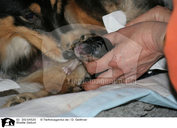 Sheltie Geburt / Shetland Sheepdog birth / DG-04520