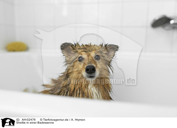 Sheltie in einer Badewanne / Sheltie in a bathtub / AH-02476