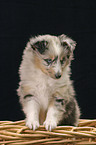 Blue Merle Sheltie Welpe