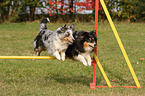 Shelties