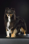 stehender Sheltie