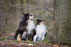 Shelties