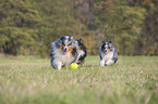 rennende Shelties