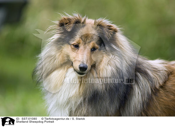 Shetland Sheepdog Portrait / SST-01080