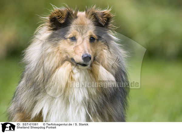Shetland Sheepdog Portrait / SST-01081