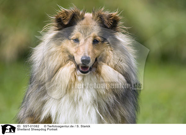 Shetland Sheepdog Portrait / SST-01082