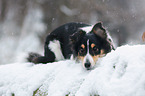 Shetland Sheppdog im Winter