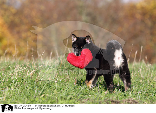 Shiba Inu Welpe mit Spielzeug / Shiba Inu Puppy with toy / JH-20485