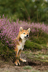 junger Shiba Inu