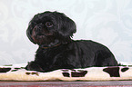 liegender Shih Tzu