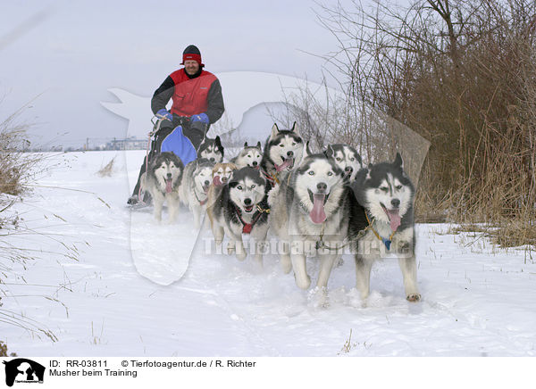 Musher beim Training / Siberian Husky Musher Training / RR-03811