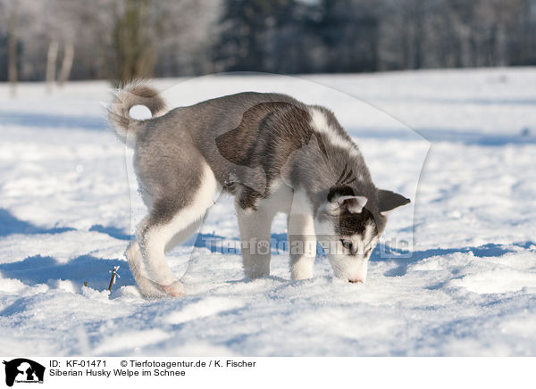 Siberian Husky Welpe im Schnee / KF-01471