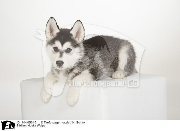 Sibirien Husky Welpe / Siberian Husky puppy / NN-05015