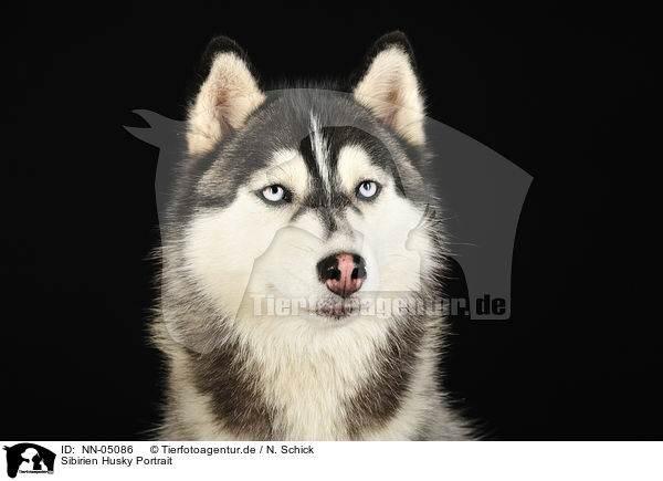 Sibirien Husky Portrait / Siberian Husky Portrait / NN-05086