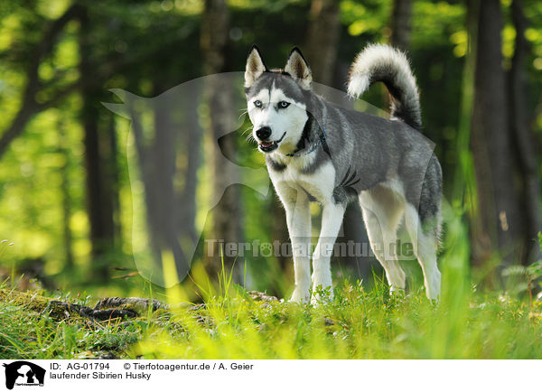 laufender Sibirien Husky / walking Siberian Husky / AG-01794