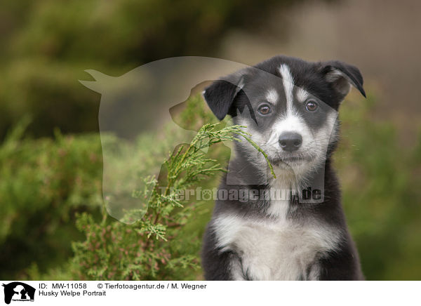 Husky Welpe Portrait / Husky Puppy Portrait / MW-11058
