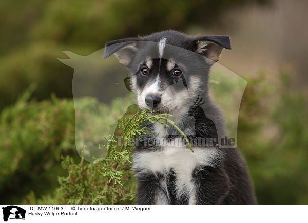Husky Welpe Portrait / Husky Puppy Portrait / MW-11063